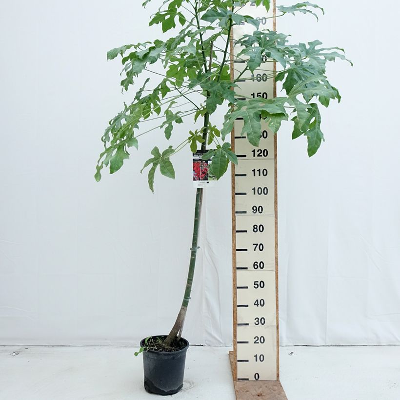 Exemplar von Brachychiton acerifolius - Flaschenbaum Topf mit 7,5L/10L wie im Herbst geliefert