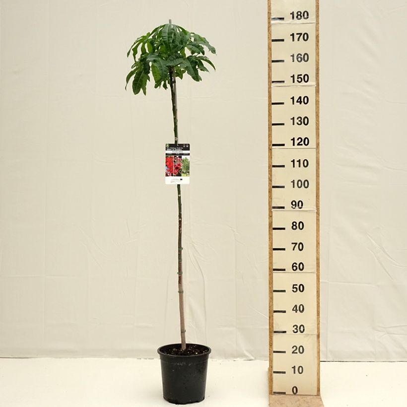 Exemplar von Brachychiton acerifolius - Flaschenbaum Topf mit 7,5L/10L wie im Frühjahr geliefert