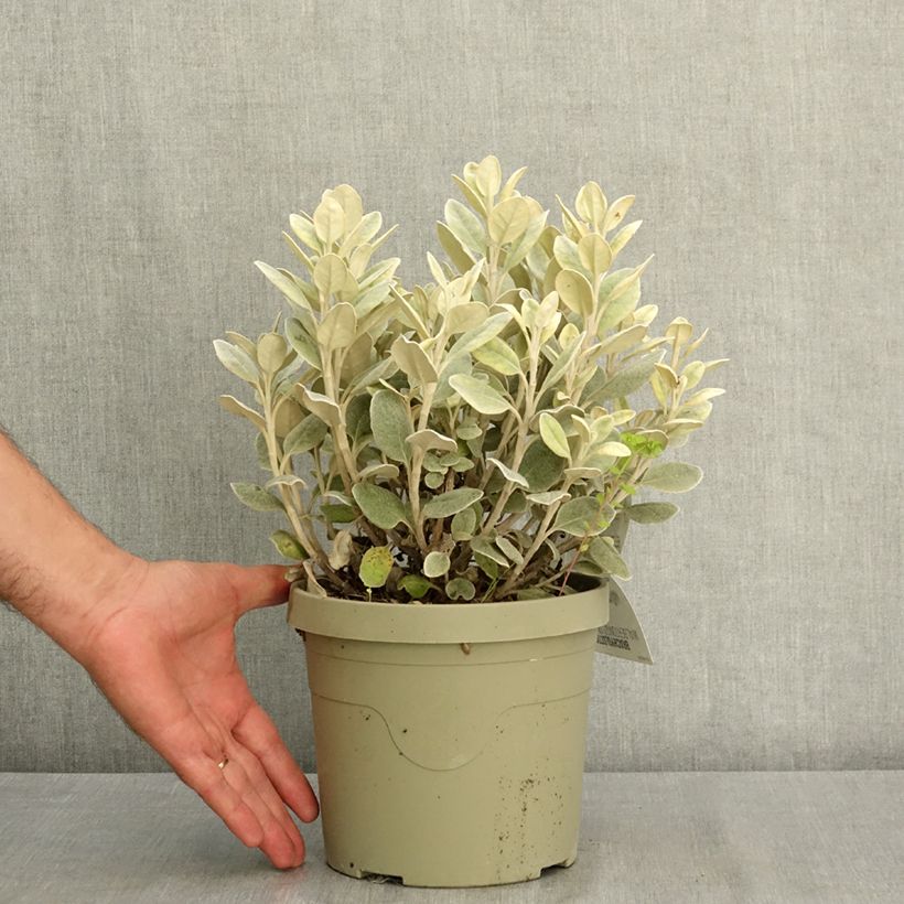 Exemplar von Senecio greyi Walberton's Silver Dormouse - Kreuzkraut Topf mit 3L/4L wie im Sommer geliefert