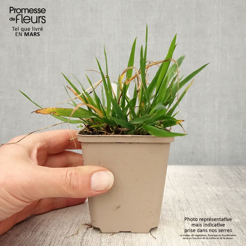 Exemplar von Brachypodium sylvaticum - Wald-Zwenke Kleine Töpfe von 8/9 cm wie im Frühjahr geliefert