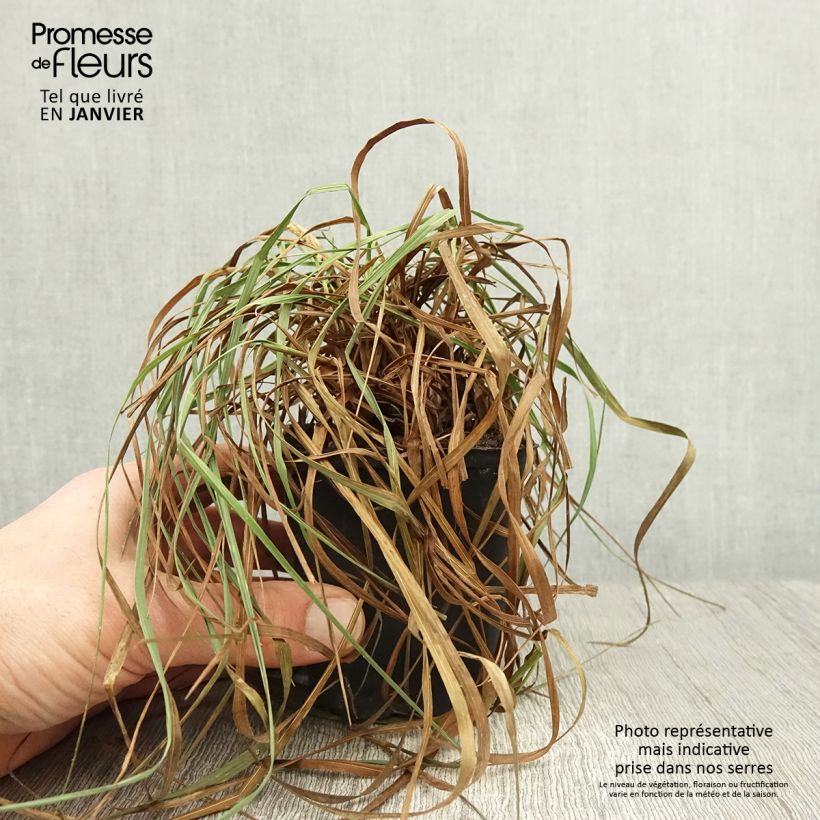 Exemplar von Briza media Limouzi - Mittleres Zittergras Kleine Töpfe von 8/9 cm wie im Winter geliefert