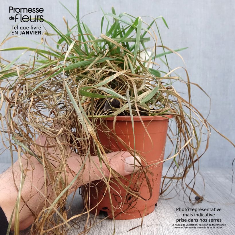 Exemplar von Briza media Limouzi - Mittleres Zittergras Topf mit 1L/1,5L wie im Winter geliefert