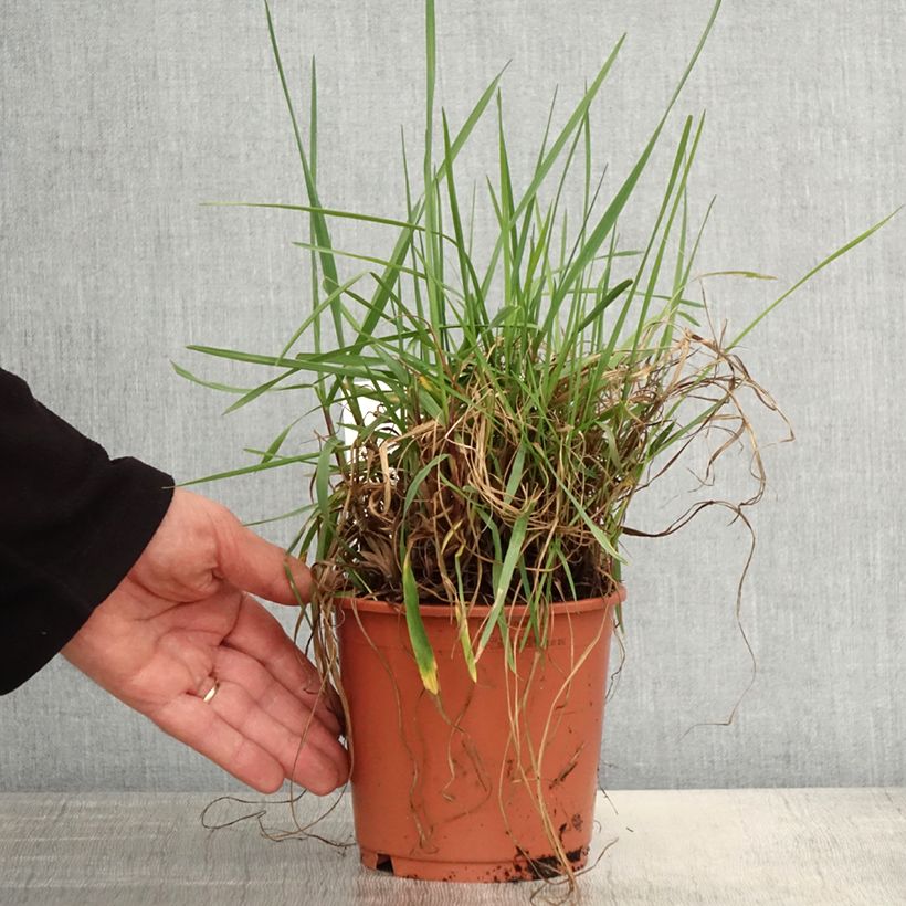 Exemplar von Briza media Limouzi - Mittleres Zittergras Topf mit 1L/1,5L wie im Frühjahr geliefert