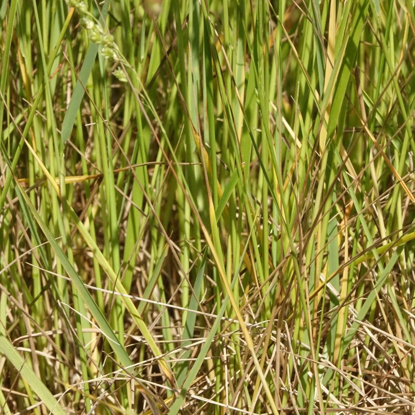 Briza triloba - Zittergras (Laub)