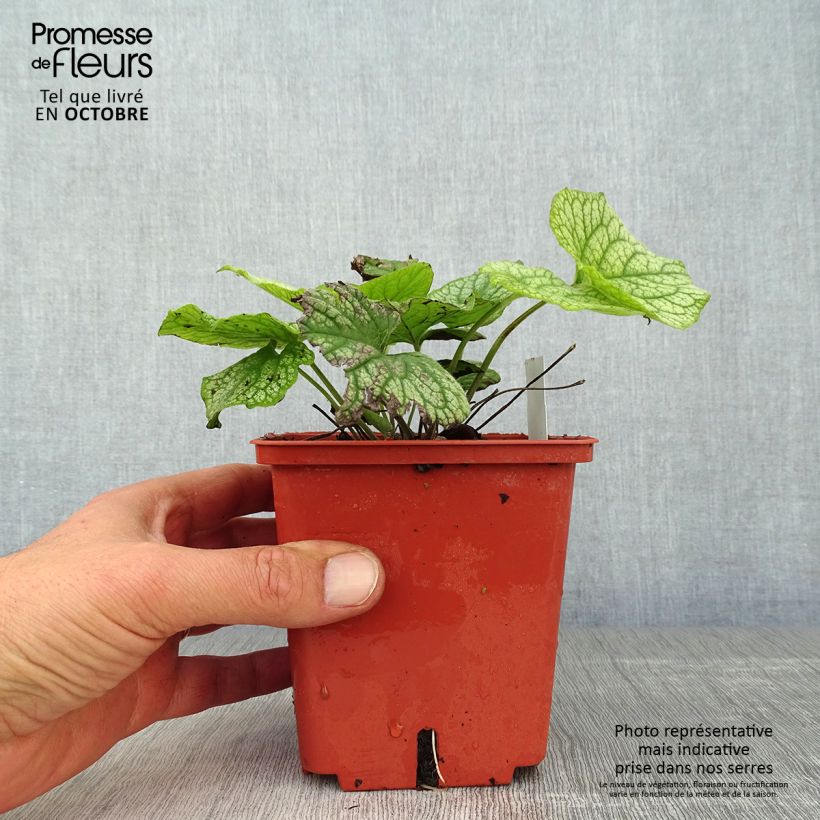 Exemplar von Brunnera macrophylla Alexander's Great - Kaukasus-Vergißmeinnicht Topf mit 1L/1,5L wie im Herbst geliefert