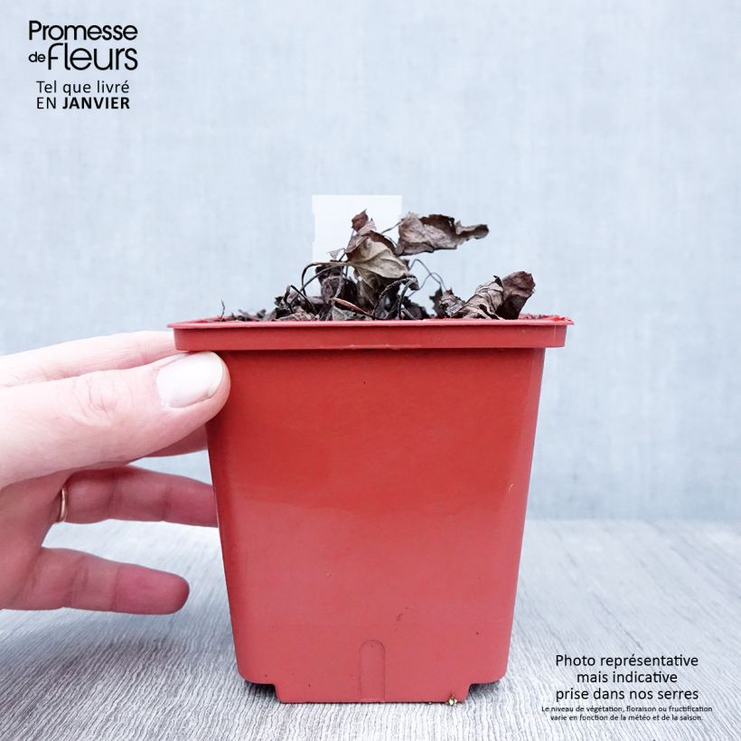 Exemplar von Brunnera macrophylla Alexander's Great - Kaukasus-Vergißmeinnicht Topf mit 1L/1,5L wie im Winter geliefert