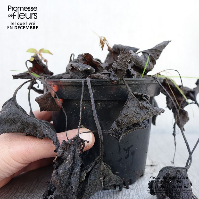 Exemplar von Brunnera macrophylla Betty Bowring - Kaukasus-Vergißmeinnicht Topf mit 2L/3L wie im Herbst geliefert