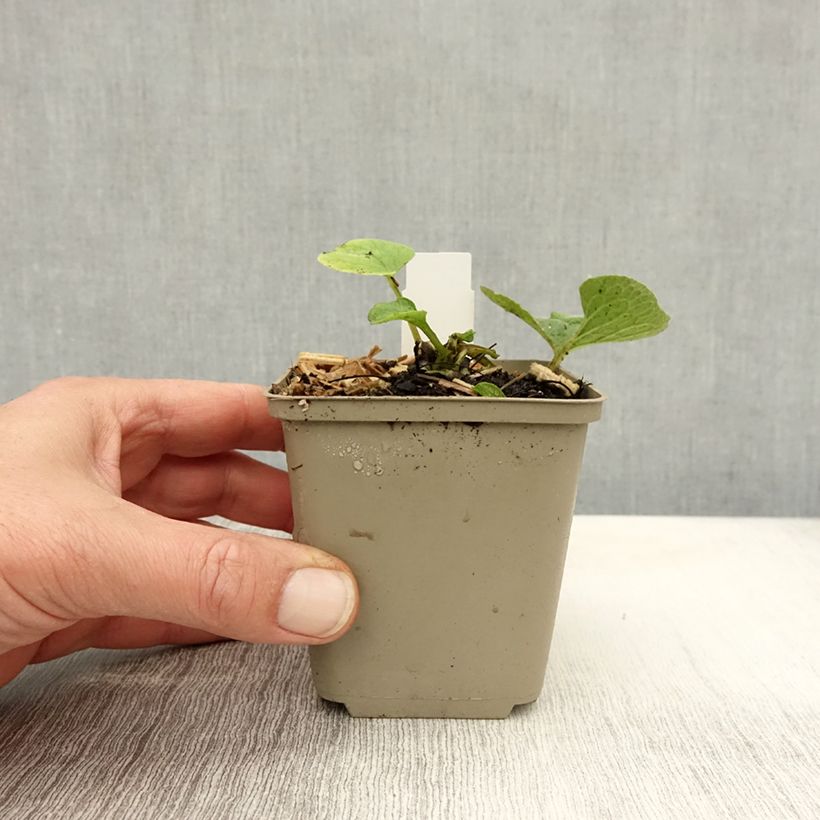 Exemplar von Brunnera macrophylla Betty Bowring - Kaukasus-Vergißmeinnicht Kleine Töpfe von 8/9 cm wie im Herbst geliefert