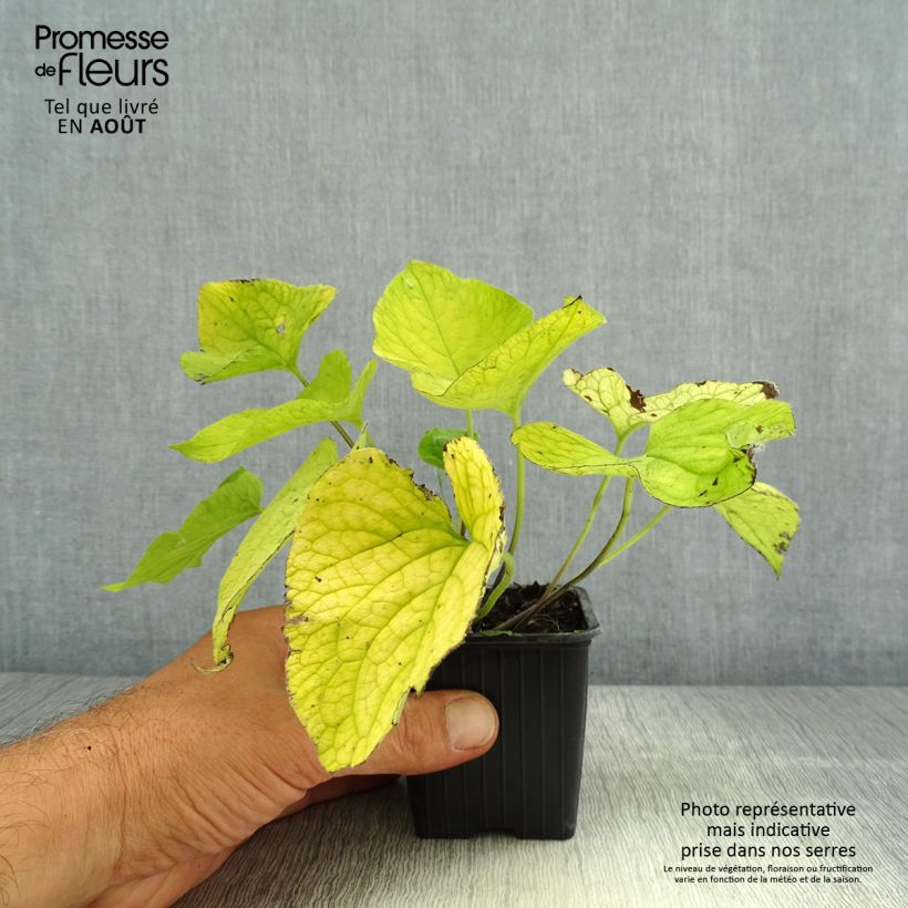 Exemplar von Brunnera macrophylla Diane's Gold - Kaukasus-Vergißmeinnicht Kleine Töpfe von 8/9 cm wie im Sommer geliefert