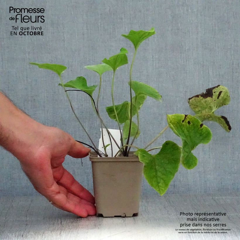 Exemplar von Brunnera macrophylla Hadspen cream - Kaukasus-Vergißmeinnicht Kleine Töpfe von 8/9 cm wie im Herbst geliefert