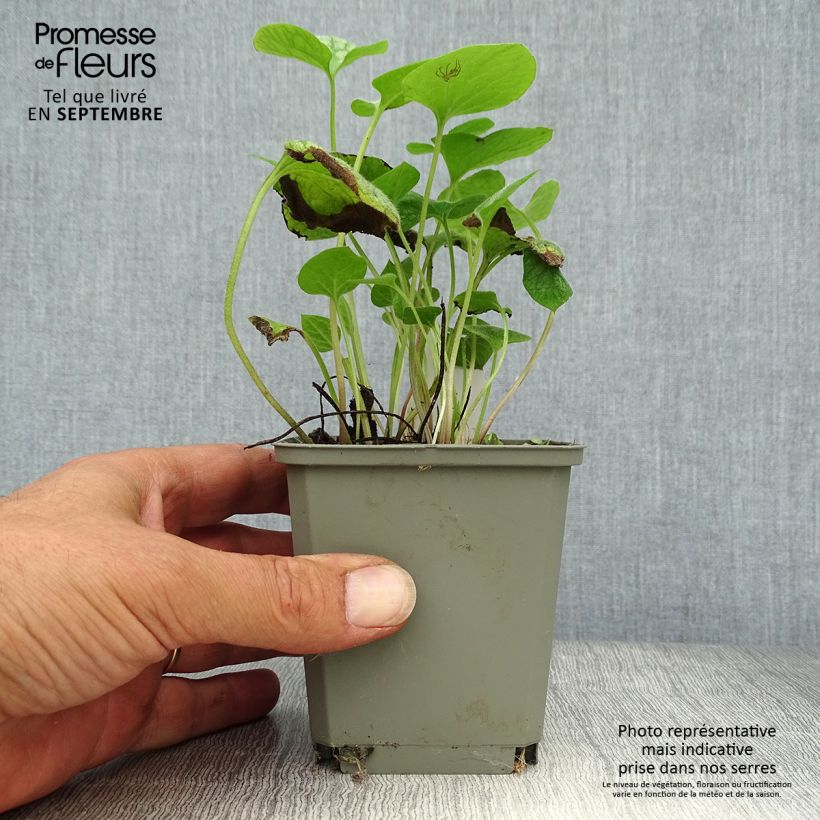 Exemplar von Brunnera macrophylla Jack Frost - Kaukasus-Vergißmeinnicht Kleine Töpfe von 7/8 cm wie im Herbst geliefert