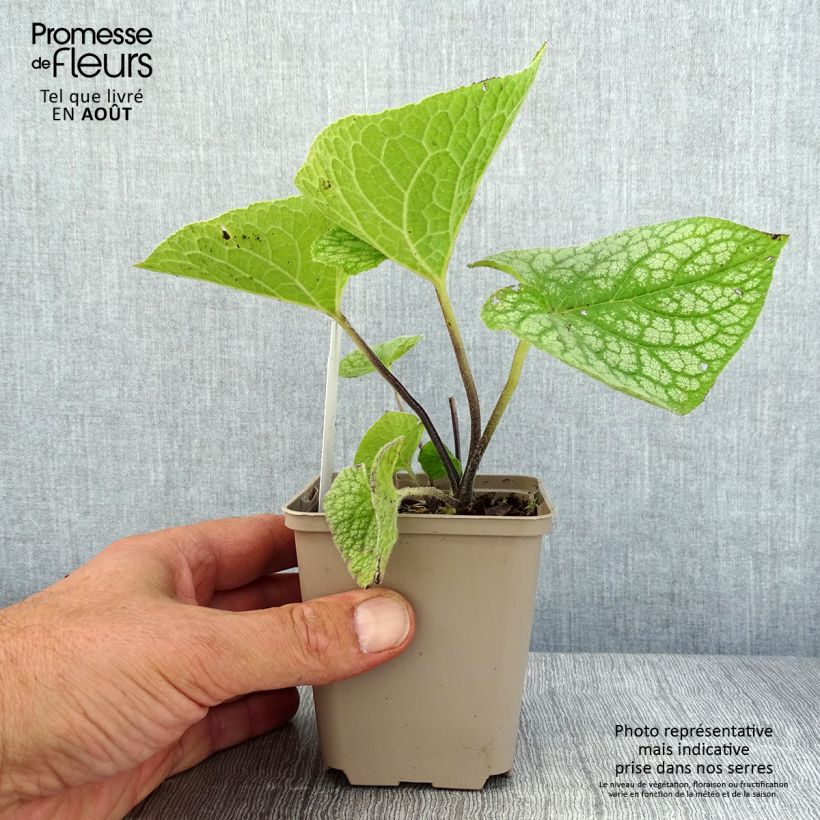 Exemplar von Brunnera macrophylla Jack of Diamonds - Kaukasus-Vergißmeinnicht Kleine Töpfe von 8/9 cm wie im Sommer geliefert