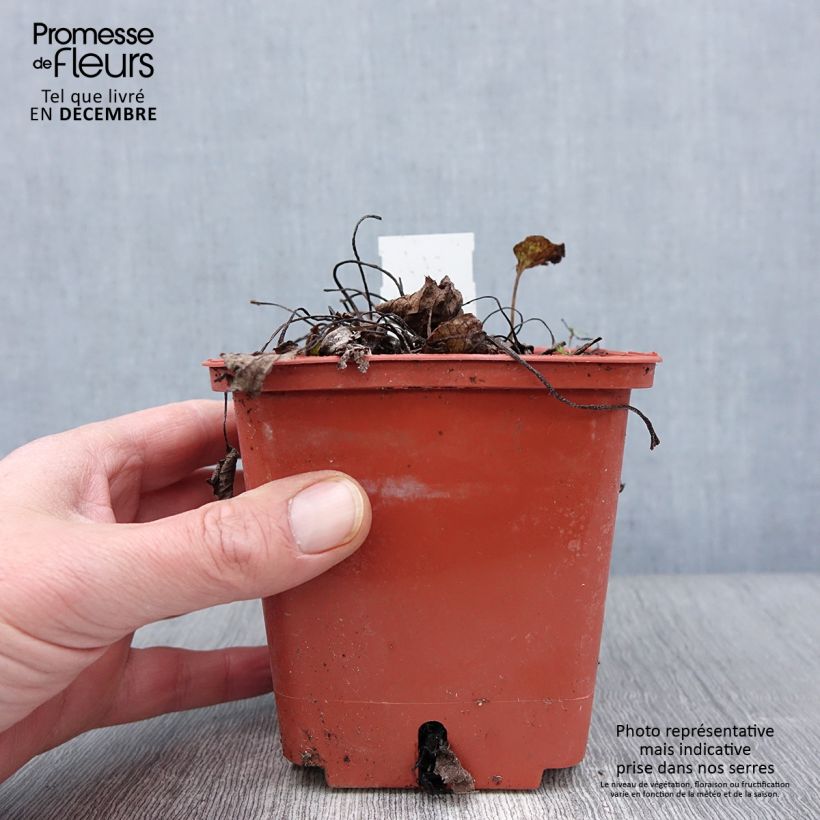 Exemplar von Brunnera macrophylla Jack of Diamonds - Kaukasus-Vergißmeinnicht Topf mit 1L/1,5L wie im Herbst geliefert