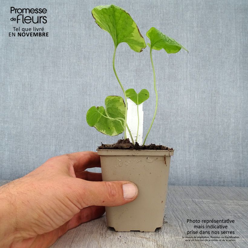 Exemplar von Brunnera macrophylla King's Ramson - Kaukasus-Vergißmeinnicht Kleine Töpfe von 8/9 cm wie im Herbst geliefert