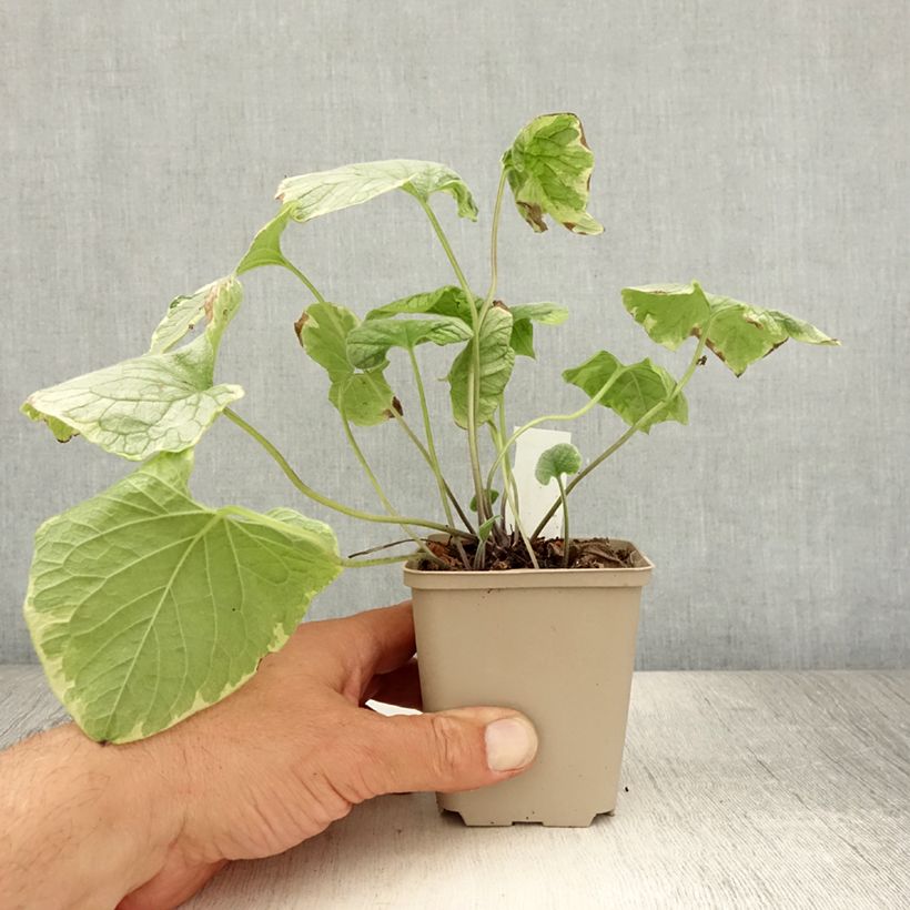 Exemplar von Brunnera macrophylla King's Ramson - Kaukasus-Vergißmeinnicht Kleine Töpfe von 8/9 cm wie im Sommer geliefert