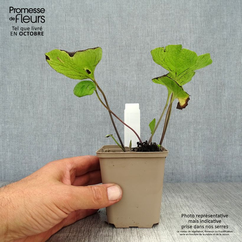 Exemplar von Brunnera macrophylla Langtrees - Kaukasus-Vergißmeinnicht Kleine Töpfe von 8/9 cm wie im Herbst geliefert