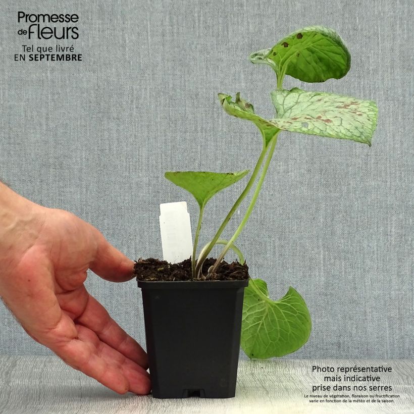 Exemplar von Brunnera macrophylla Looking Glass - Kaukasus-Vergißmeinnicht Kleine Töpfe von 8/9 cm wie im Herbst geliefert