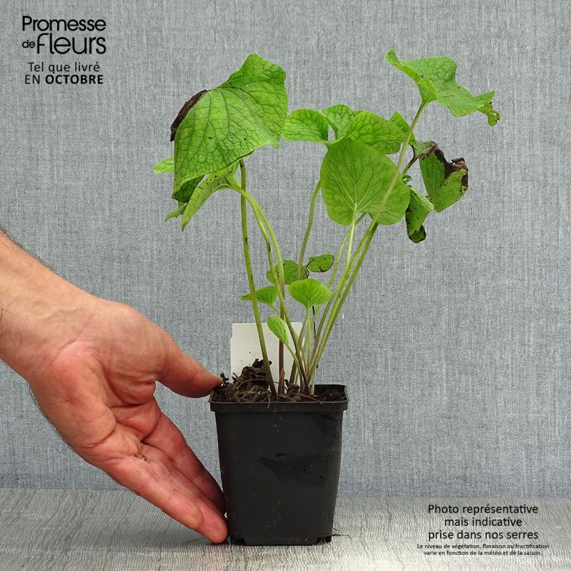Exemplar von Brunnera macrophylla - Kaukasus-Vergißmeinnicht Kleine Töpfe von 8/9 cm wie im Herbst geliefert