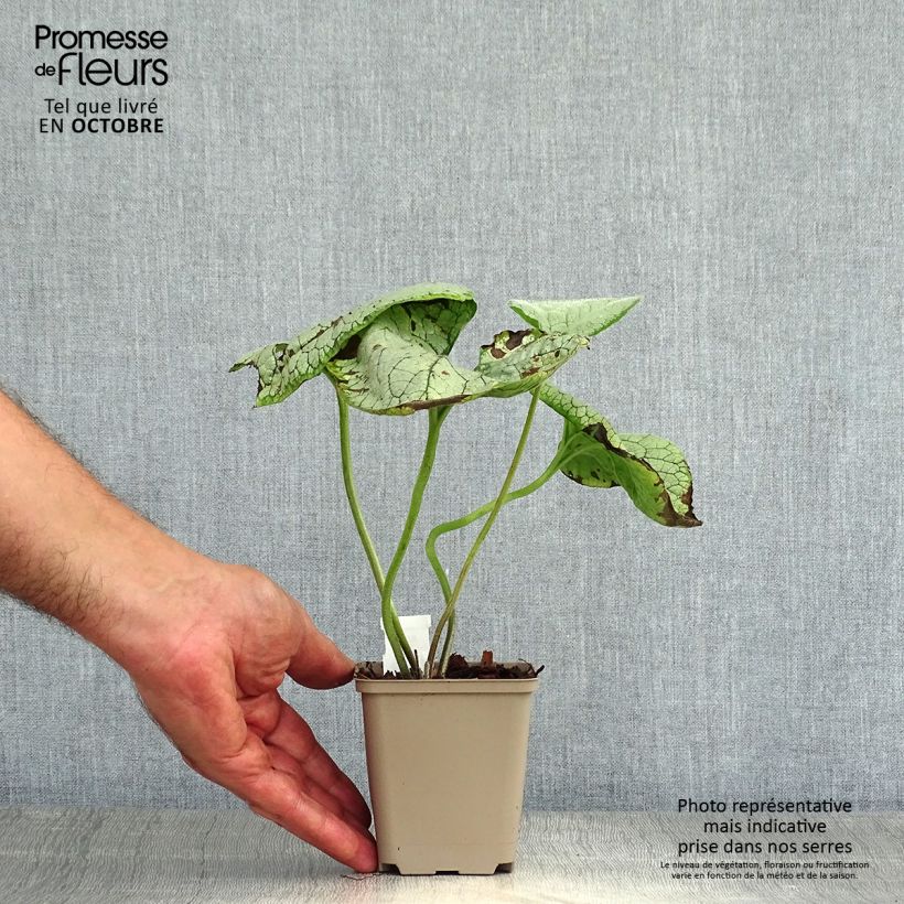 Exemplar von Brunnera macrophylla Silver Heart - Kaukasus-Vergißmeinnicht Kleine Töpfe von 8/9 cm wie im Herbst geliefert