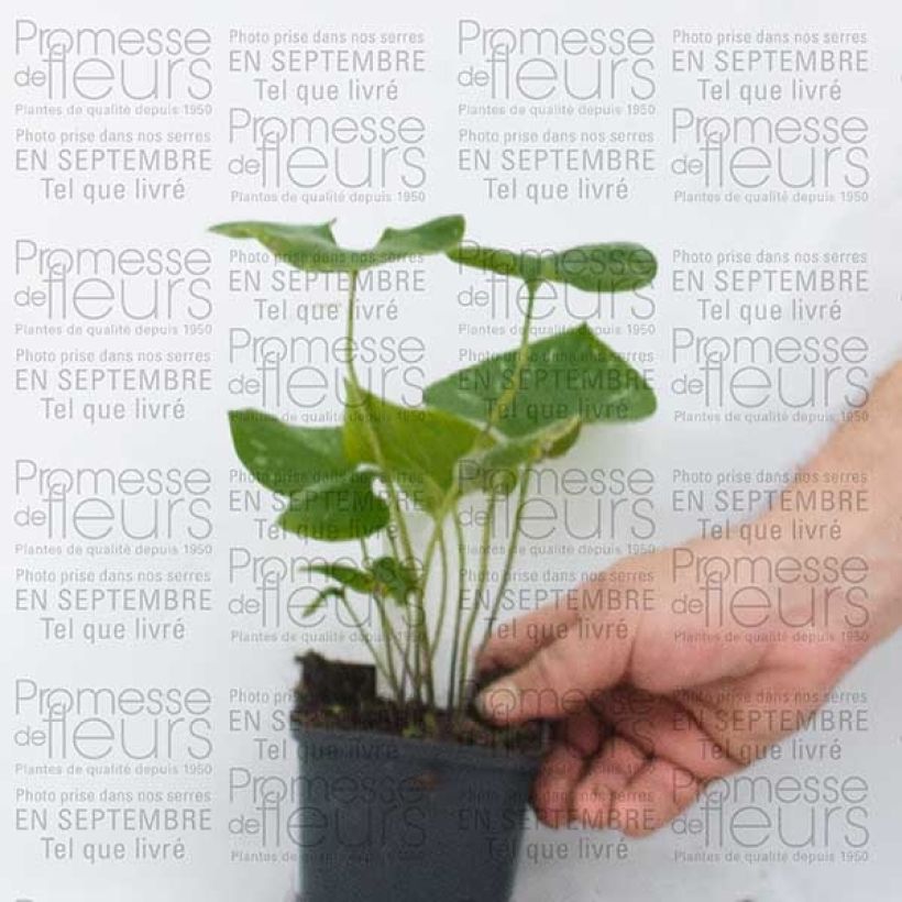 Beispiel eines Exemplars von Brunnera macrophylla Silver Wings - Kaukasus-Vergißmeinnicht Kleine Töpfe von 8/9 cm wie geliefert