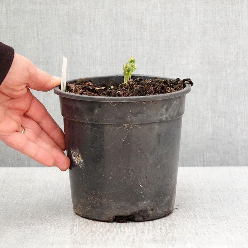 Exemplar von Brunnera sibirica - Sibirisches Vergißmeinnicht Topf mit 2L/3L wie im Frühjahr geliefert