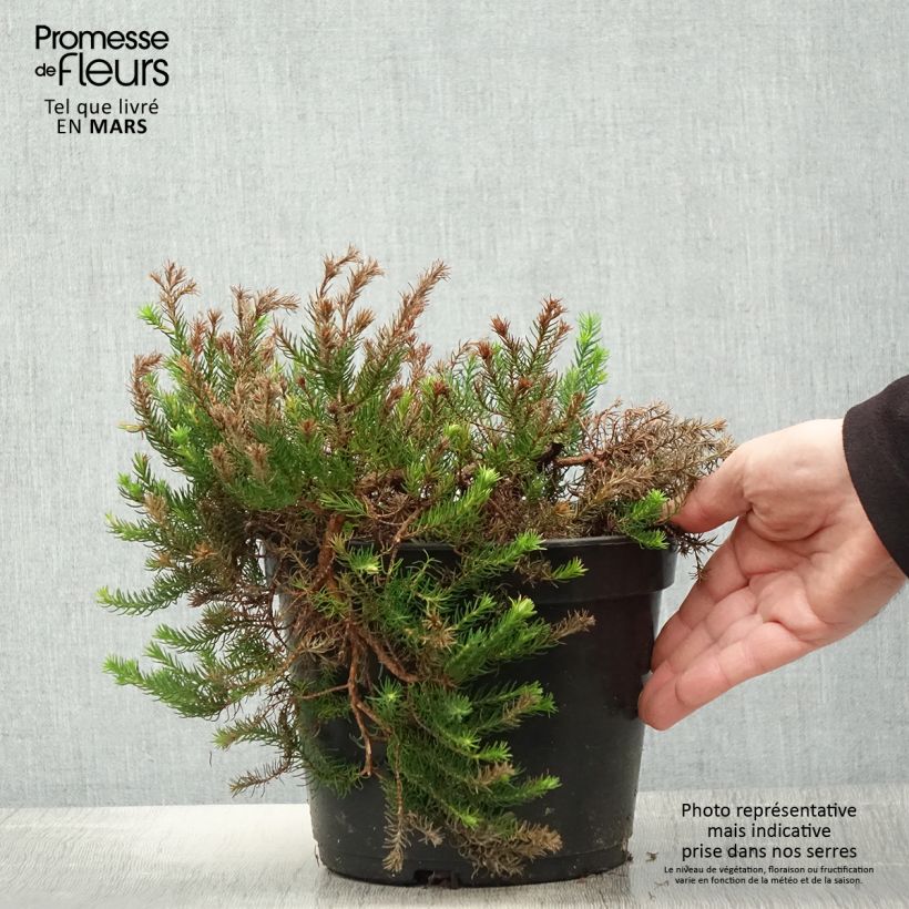 Exemplar von Erica nana Limoncello - Heide Topf mit 4L/5L wie im Frühjahr geliefert