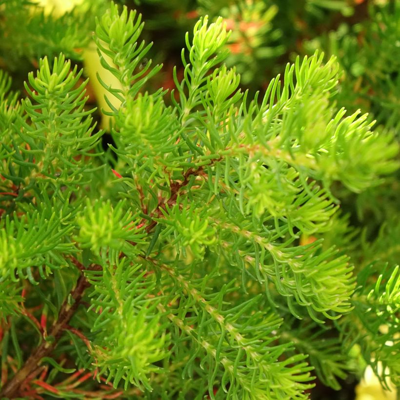 Erica nana Limoncello - Heide (Laub)