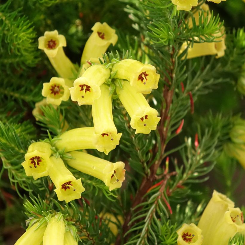 Erica nana Limoncello - Heide (Blüte)
