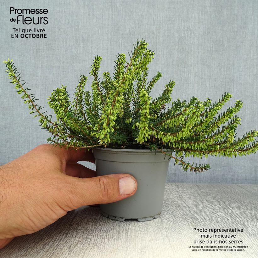 Exemplar von Schnee-Heide December Red - Erica carnea Kleine Töpfe von 8/9 cm wie im Herbst geliefert