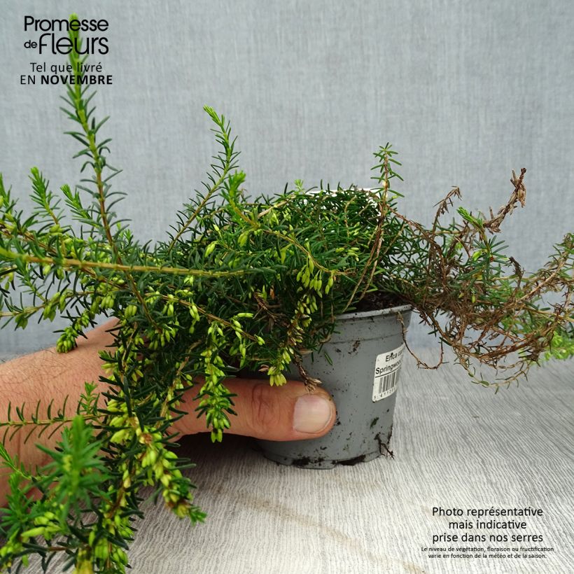 Exemplar von Schnee-Heide Springwood White - Erica carnea Kleine Töpfe von 8/9 cm wie im Herbst geliefert