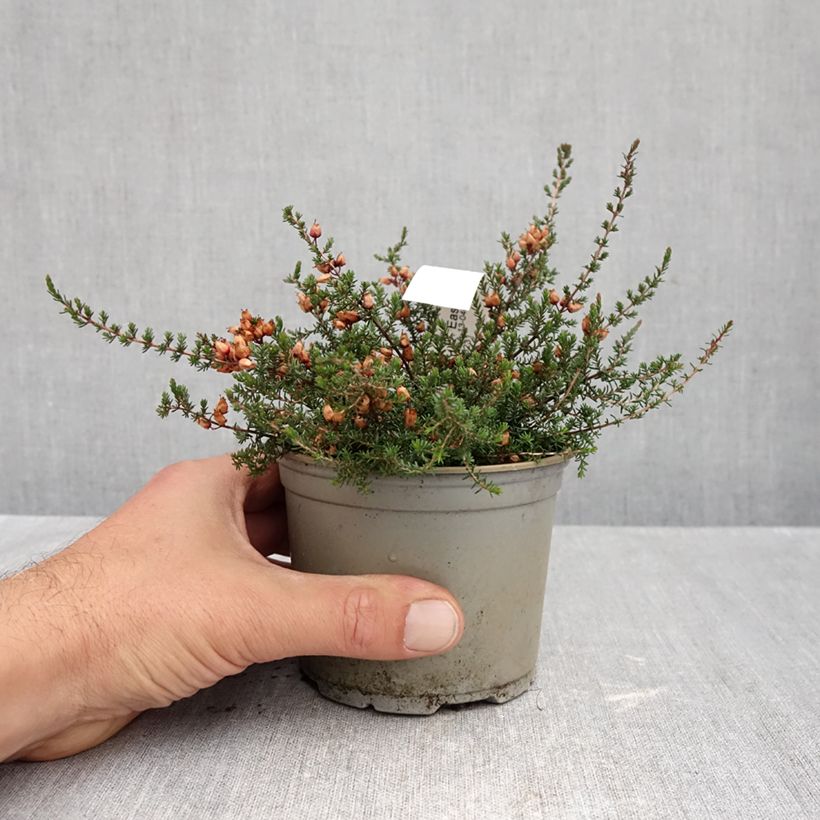Exemplar von Graue Glocken-Heide C.D. Eason - Erica cinerea Topf 12 cm / 13 cm wie im Herbst geliefert