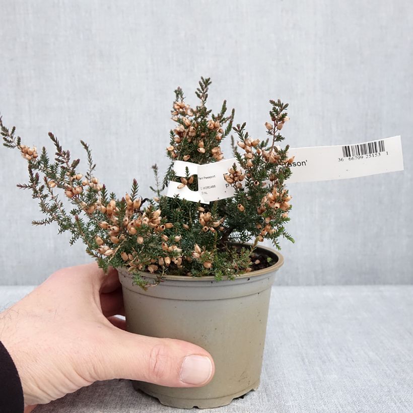 Exemplar von Graue Glocken-Heide C.D. Eason - Erica cinerea Topf 12 cm / 13 cm wie im Winter geliefert