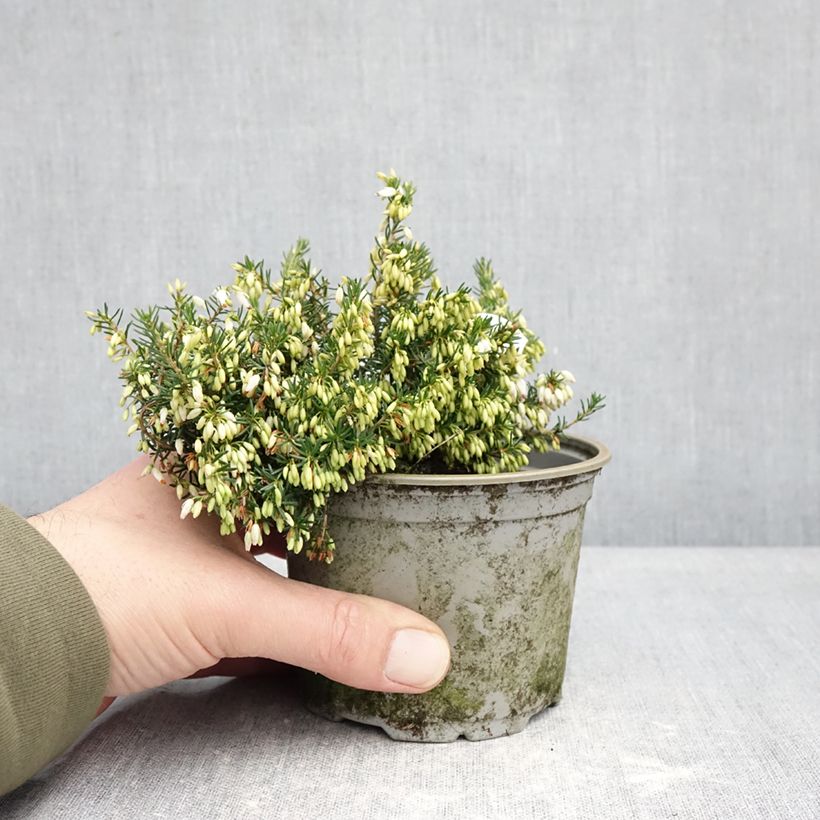 Exemplar von Graue Glocken-Heide Alba - Erica cinerea f. alba Topf 12 cm / 13 cm wie im Winter geliefert