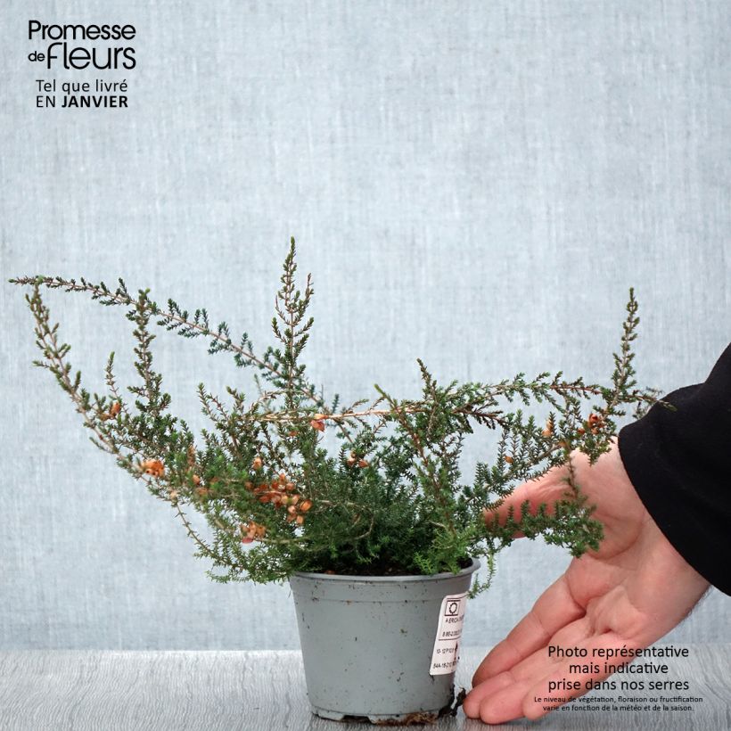 Exemplar von Graue Glocken-Heide - Erica cinerea Topf 10 cm/11cm wie im Winter geliefert
