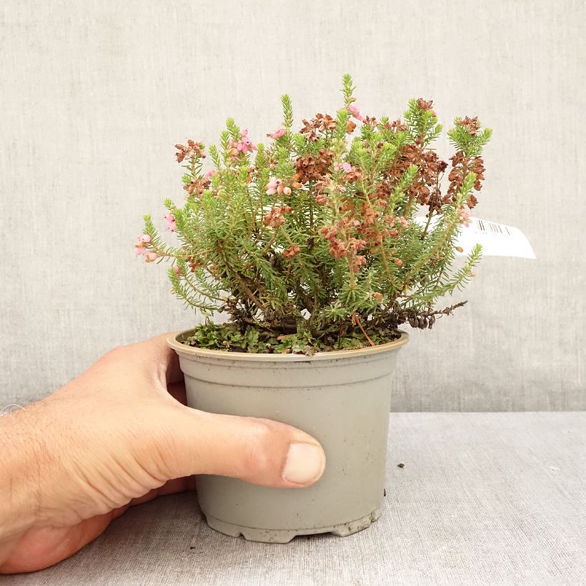 Exemplar von Heide Ken Wilson - Erica williamsii Topf mit 1,5L/2L wie im Sommer geliefert