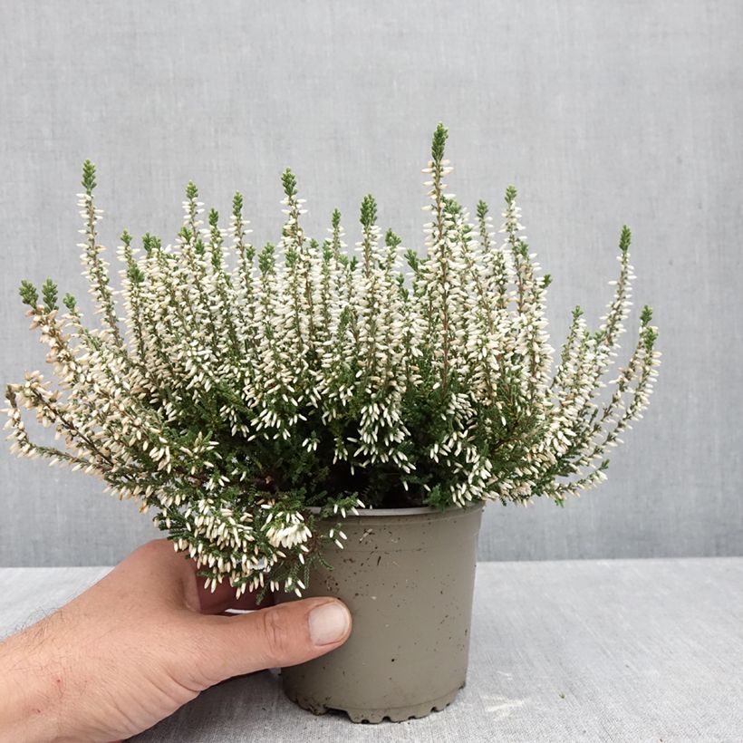 Exemplar von Besenheide Garden Girls Alicia - Calluna vulgaris Topf mit 1L/1,5L wie im Herbst geliefert