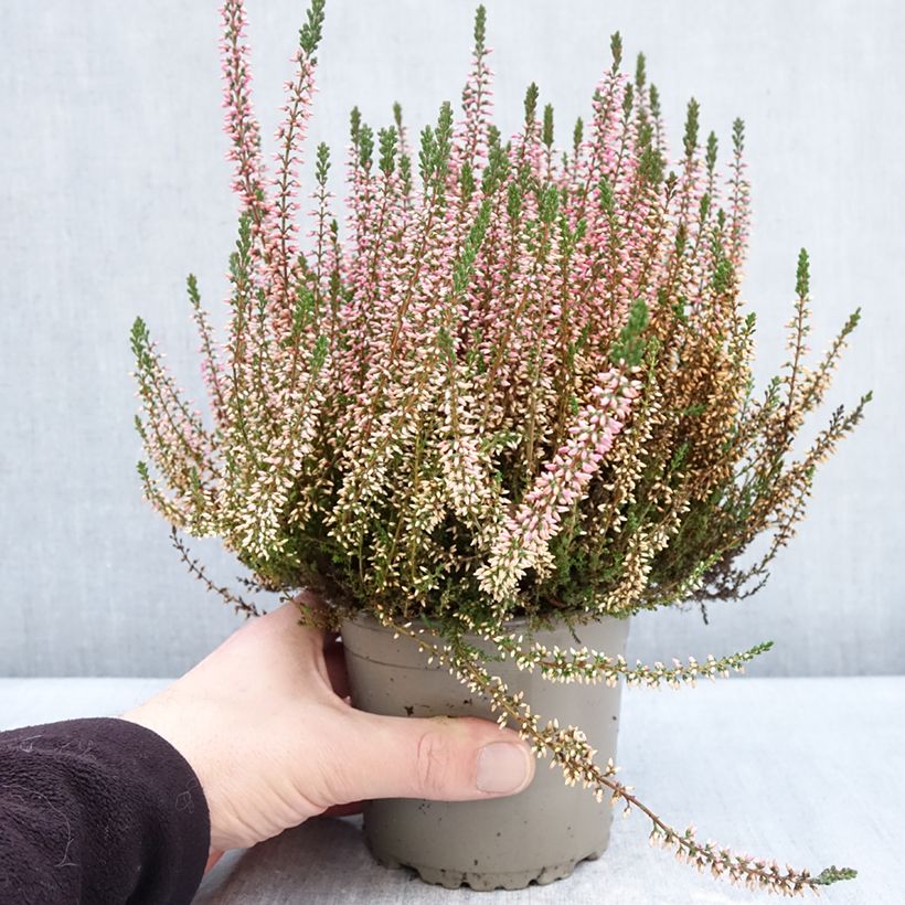 Exemplar von Besenheide Garden Girls Angie - Calluna vulgaris Topf mit 1L/1,5L wie im Winter geliefert