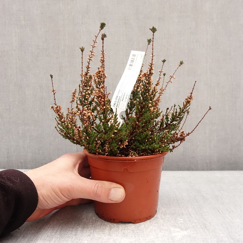 Exemplar von Besenheide Garden Girls Athene - Calluna vulgaris Topf mit 1L/1,5L wie im Winter geliefert