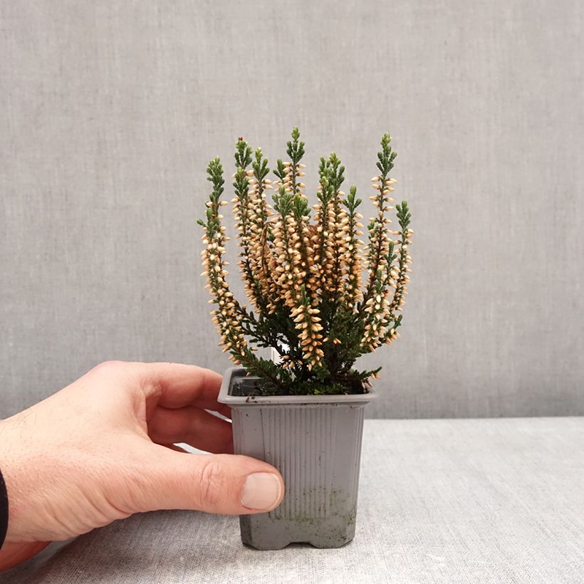 Exemplar von Besenheide Garden Girls Bettina - Calluna vulgaris Kleine Töpfe von 8/9 cm wie im Winter geliefert