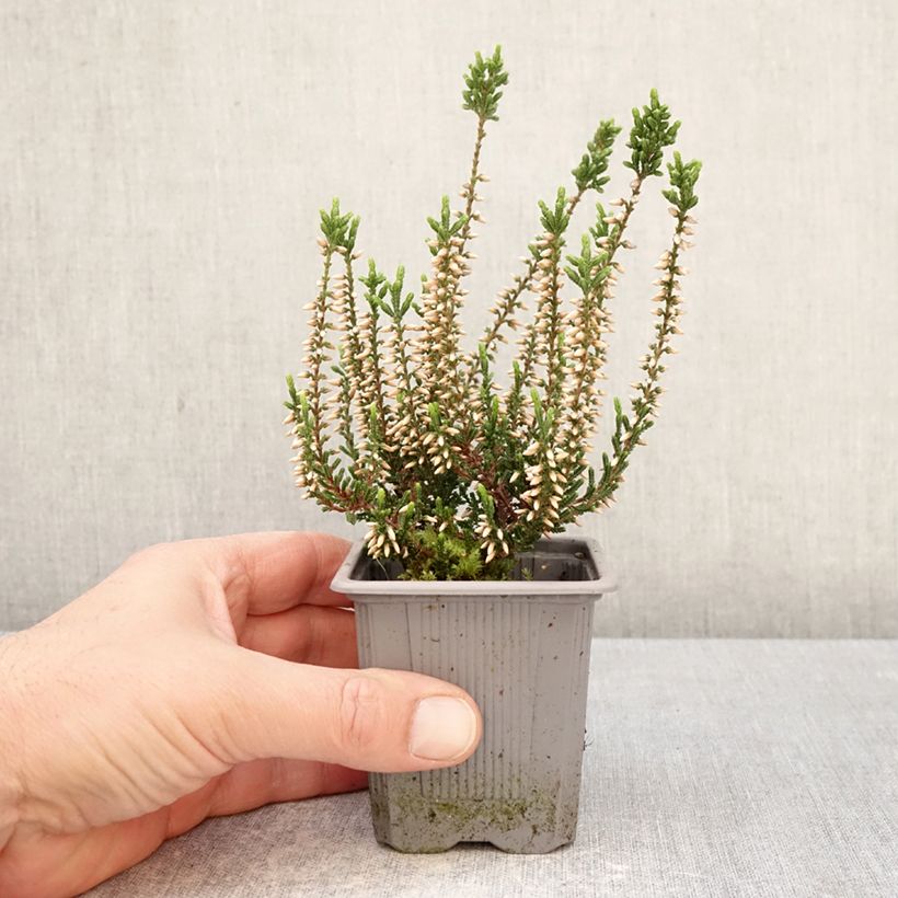 Exemplar von Besenheide Garden Girls Bettina - Calluna vulgaris Kleine Töpfe von 8/9 cm wie im Frühjahr geliefert