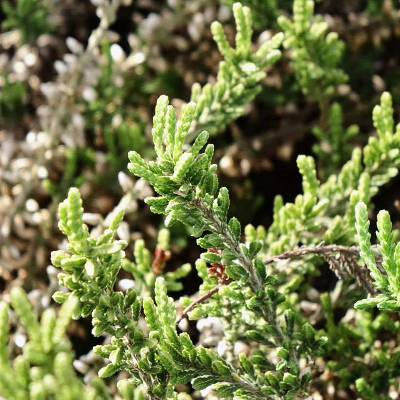 Besenheide Garden Girls Bettina - Calluna vulgaris (Laub)