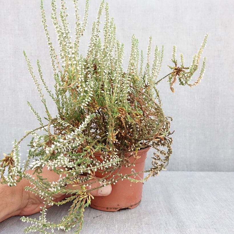 Exemplar von Besenheide Garden Girls Bettina - Calluna vulgaris Topf mit 1L/1,5L wie im Sommer geliefert