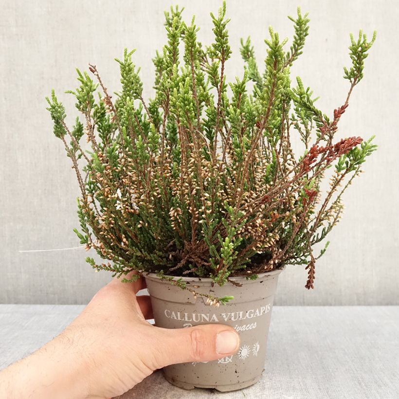 Exemplar von Besenheide Garden Girls Bettina - Calluna vulgaris Topf mit 1L/1,5L wie im Frühjahr geliefert