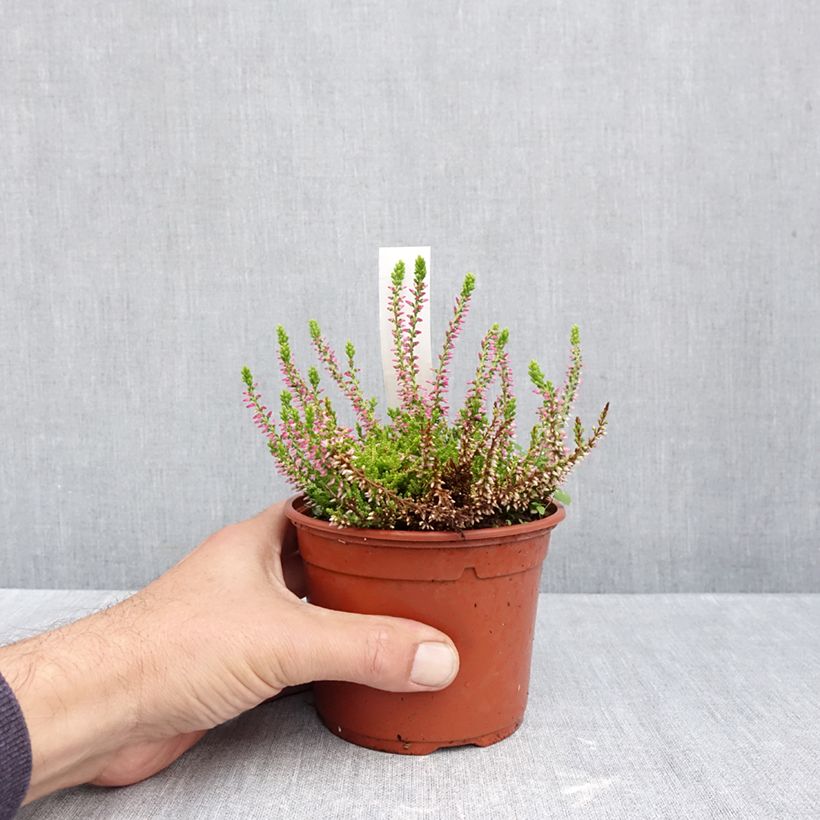 Exemplar von Besenheide Garden Girls Golden Angie - Calluna vulgaris Topf mit 1L/1,5L wie im Herbst geliefert