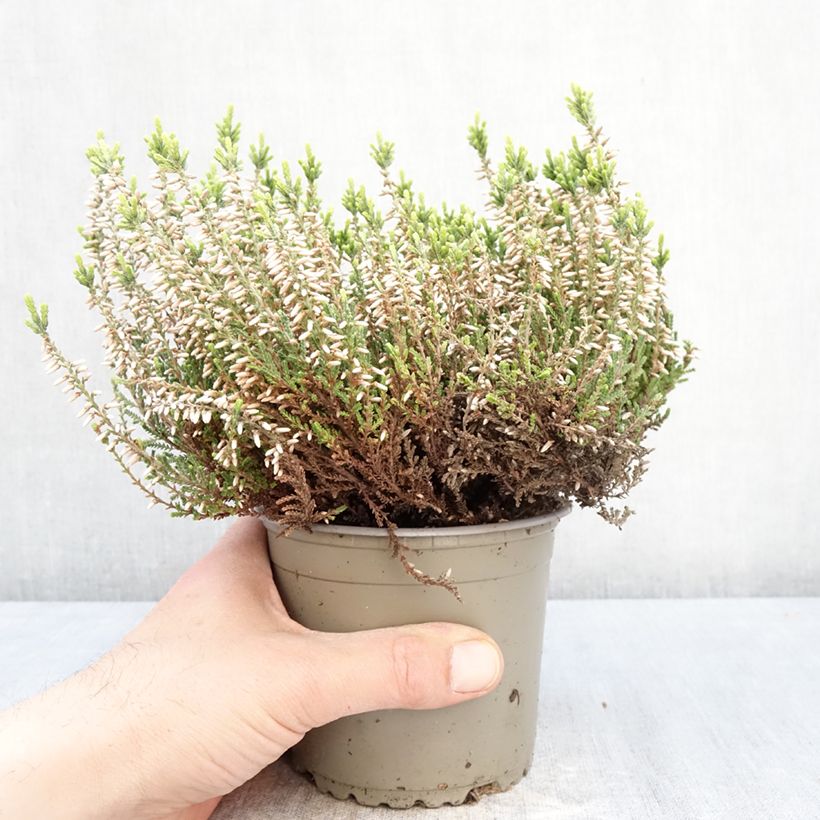 Exemplar von Besenheide Garden Girls Helena - Calluna vulgaris Topf mit 1L/1,5L wie im Frühjahr geliefert