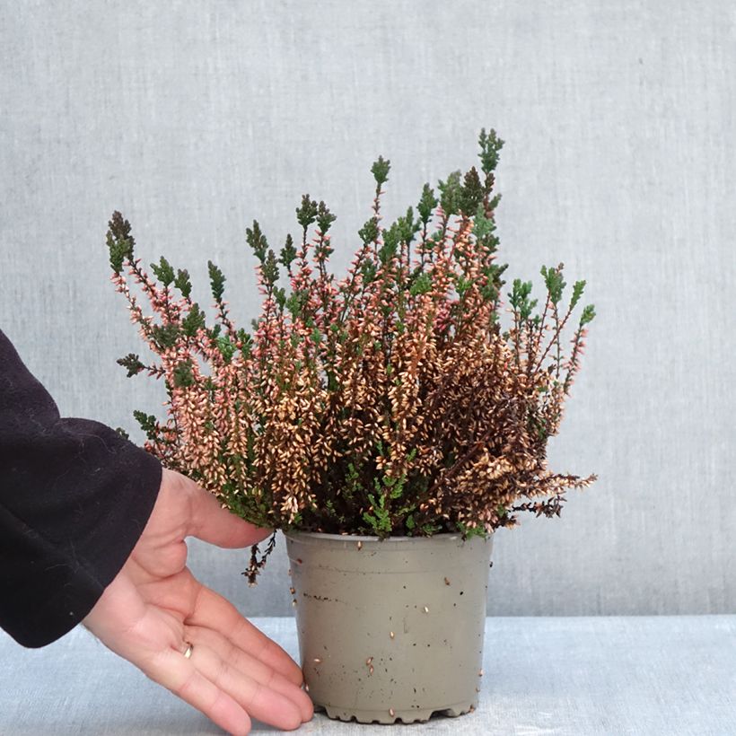 Exemplar von Besenheide Garden Girls Martina - Calluna vulgaris Topf mit 1L/1,5L wie im Winter geliefert