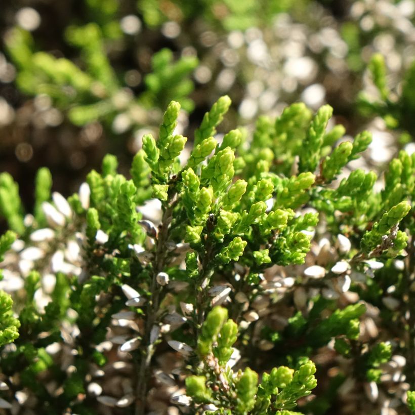 Besenheide Garden Girls Pink Angie - Calluna vulgaris (Laub)