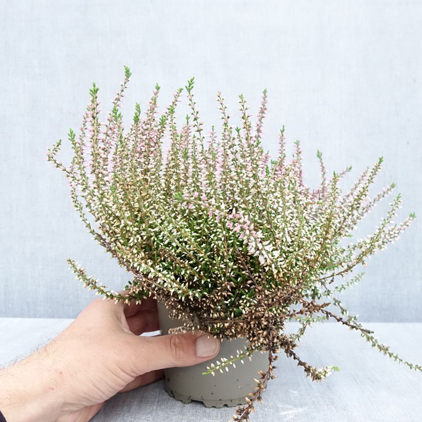 Exemplar von Besenheide Garden Girls Pink Angie - Calluna vulgaris Topf mit 1L/1,5L wie im Herbst geliefert