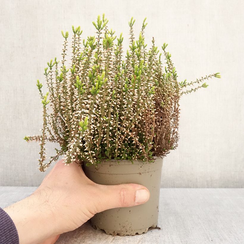 Exemplar von Besenheide Garden Girls Pink Angie - Calluna vulgaris Topf mit 1L/1,5L wie im Frühjahr geliefert