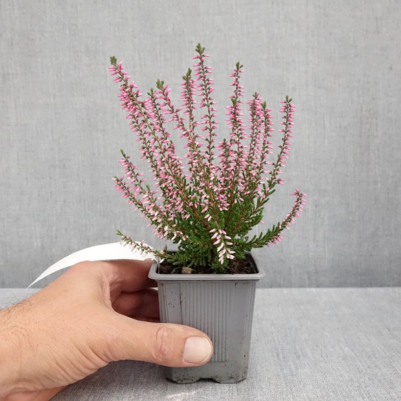 Exemplar von Besenheide Garden Girls Pink Bettina - Calluna vulgaris Kleine Töpfe von 8/9 cm wie im Herbst geliefert
